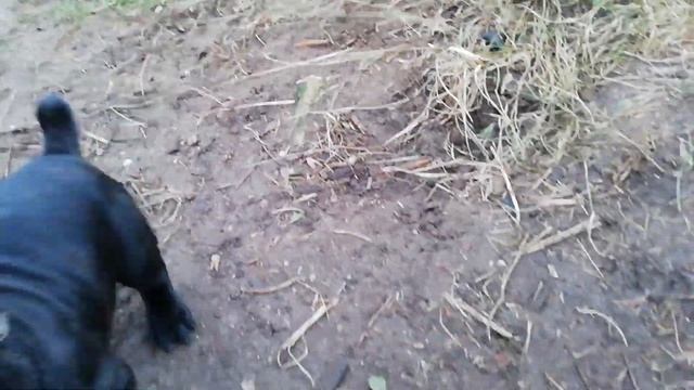 Питомник кане корсо ELITE LEGION Беларусь ??, cennel cane corso ELITE LEGION, Republic of Belarus смотреть онлайн