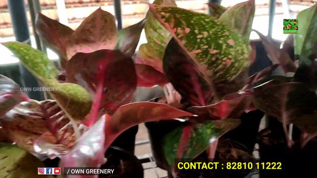 Aglaonema Online Sale in Wholesale Price | Aglaonema Low Price in India Kerala | Aglaonema Varietie смотреть онлайн