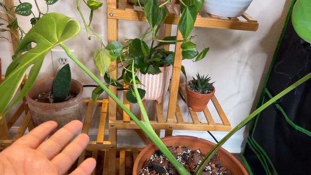 First Houseplant Updates of the Year - Updates of Imports, Grow Tent and More смотреть онлайн