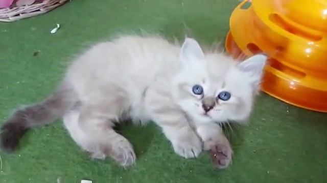 Сильвия, 5 недель. смотреть онлайн