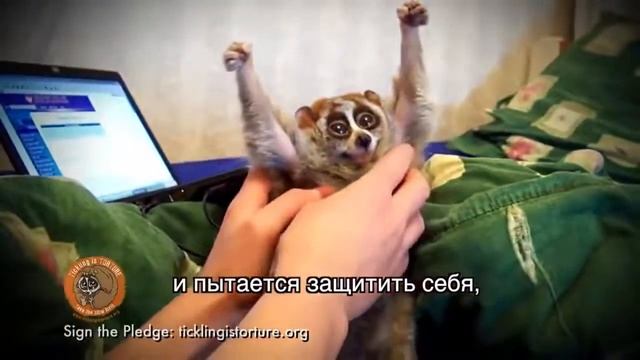 Лемур лори ӏ Человеческая жестокость не знает границ смотреть онлайн