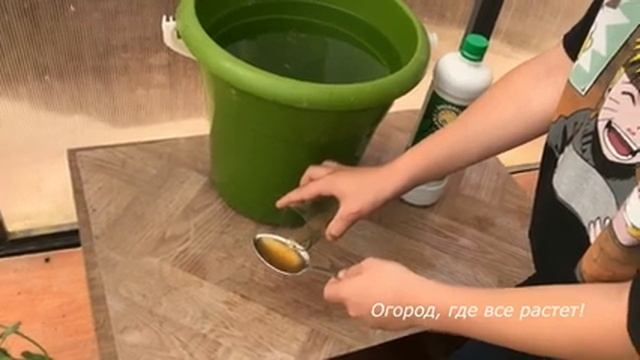 558 Сорта помидоров, которые посадила в этом году смотреть онлайн