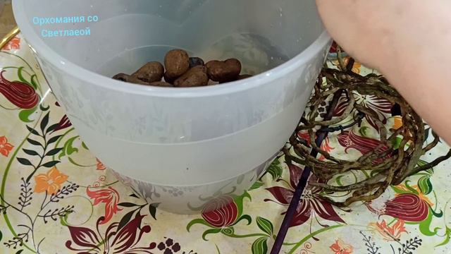 Корни орхидей "выпрыгивают" из горшка.Грунт в посадке для орхидей комбинированный, рыхлый. смотреть онлайн