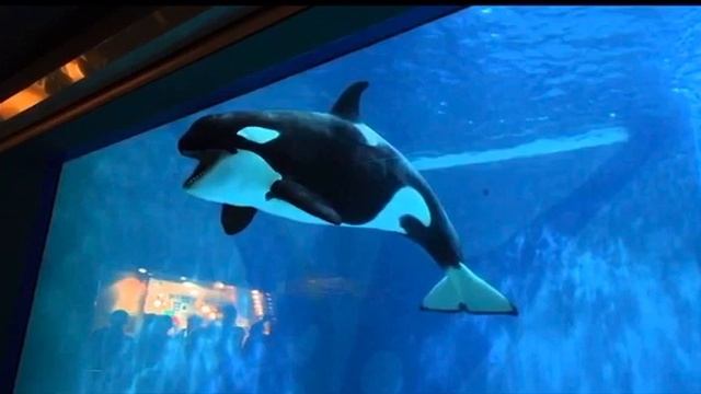 Опасны ли касатки для людей?