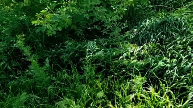 САМВЕЛ АДАМЯН И ЭДИК КТО ПРАВ КТО ВИНОВАТ. САМВЕЛ СДАЛ СЕБЯ И GRANDENIKO смотреть онлайн