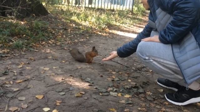 Лесопарк Алтуфьево.Белки смотреть онлайн