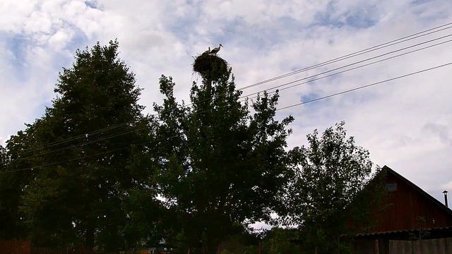 АИСТ ОХРАНЯЕТ СВОЕ ГНЕЗДО. ТРИ АИСТА В БОЛЬШОМ ГНЕЗДЕ. STORK GUARDS HIS A BIG NEST. #3 смотреть онлайн