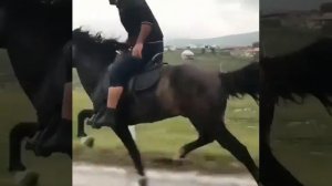 Самый быстрый  иноходец  . Лошадь жорға