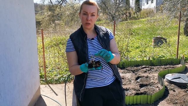 Астильба: посадка весной (открытая корневая).