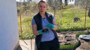 Астильба: посадка весной (открытая корневая).