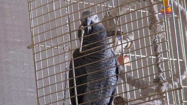 Попугаю Кирише 3 года смотреть онлайн
