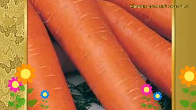 Морковь Красный великан. Краткий обзор, описание характеристик, где купить семена Krasnyy velikan смотреть онлайн