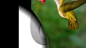 УГАДАЙ ПТИЦУ / ЧАСТЬ 1