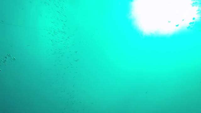 Scuba diving смотреть онлайн