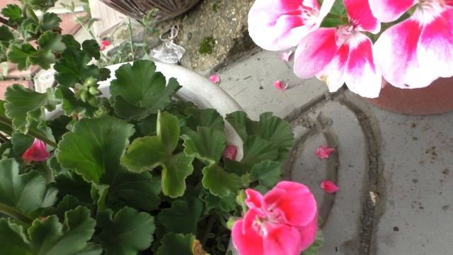 Не цветут пеларгонии. В чем причины и как их устранить смотреть онлайн