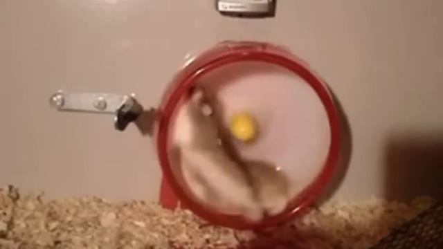 Хомяки атакуют землю! смотреть онлайн