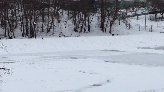 Аляскинский Маламут катает детей на снегоходе 03.01.17 смотреть онлайн