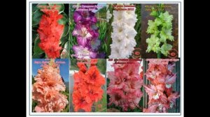 Выбор сортов гладиолусов. Краткая характеристика Российских селекционеров гладиолуса.