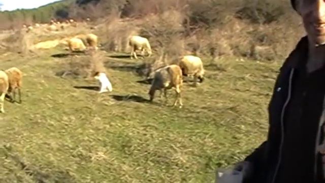 Marko Tododrov представя овчарят и овцете смотреть онлайн