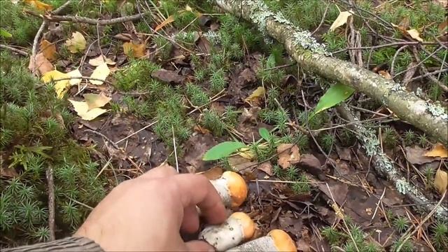 СОСНОВЫЕ ПОДОСИНОВИКИ!За грибами в бор смотреть онлайн