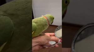 Ваше любимое . Говорящий ожереловый попугай Ричи