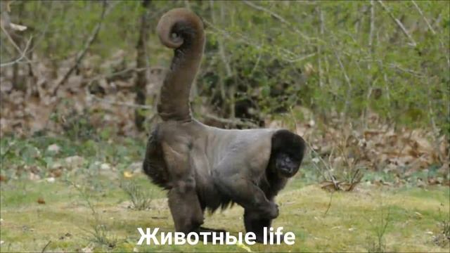 ШЕРСТИСТАЯ ОБЕЗЬЯНА?/Животные life/Приматы/Животные/Интересные факты смотреть онлайн
