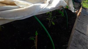 Поборола МОКРИЦУ в теплице!