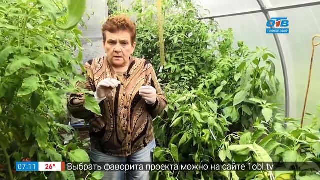 Как вырастить перцы в горшке в рубрике «Руки садовода» смотреть онлайн