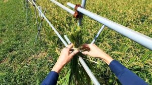 Работаю в Японии на рисовых полях. Как японцы собирают рис.