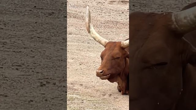 Watusi Cow Africa