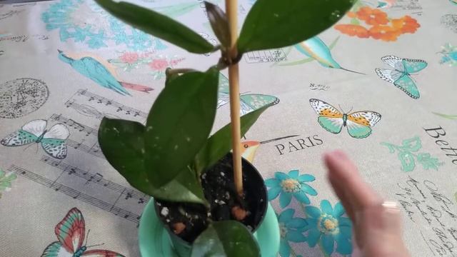 Хойя, восковой плющ?изменения после посадки в грунт, мой уход за ней?✔️ смотреть онлайн