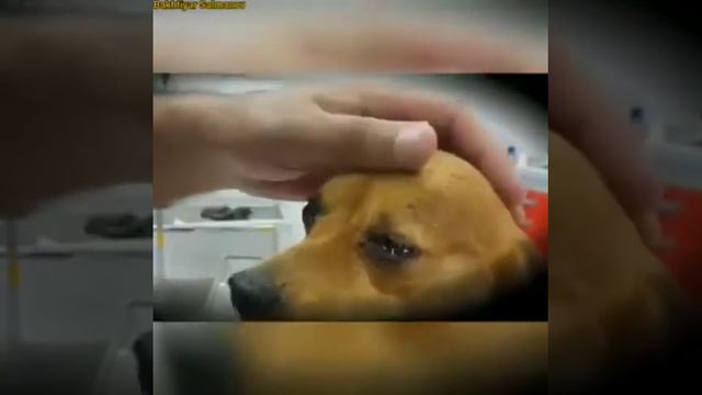 Дорогие друзья! Видео о жизни в Приюте "Четыре лапы"! смотреть онлайн