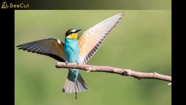 Звуки пение птиц, Звуки Леса, для релаксации, сна, Медитации, Relax смотреть онлайн