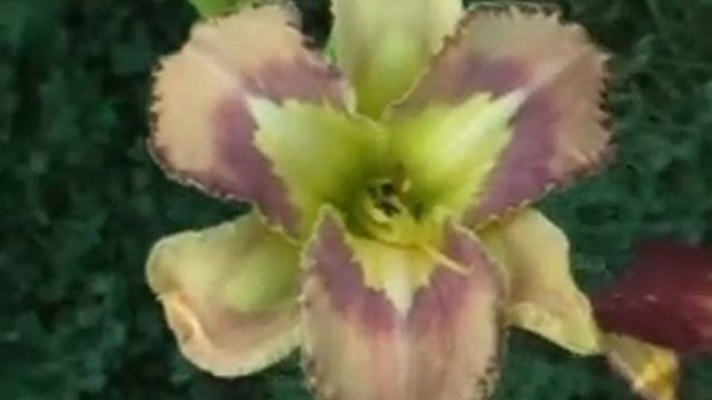 Лилейник daylily SPACECOAST BEHAVIOR PATTERN смотреть онлайн