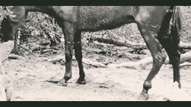 KOMODO DRAGON ATTACKS AND EATS ALIVE WILD HORSE смотреть онлайн
