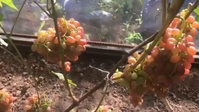 Виноград кишмиш Лучистый- один из лучших в 2019г смотреть онлайн