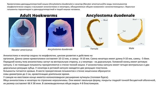 Экзамен по биологии | КРУГЛЫЕ ЧЕРВИ. Часть 1. Аскариды. Острицы. Власоглав. Анкилостома. смотреть онлайн
