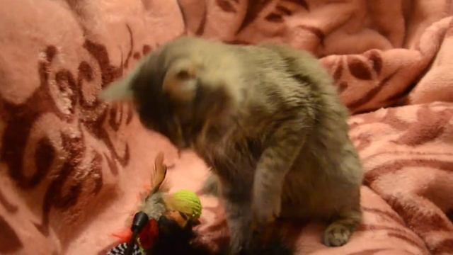 Москва.Кошки в хорошие руки отдам смотреть онлайн