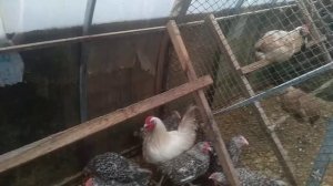 Птичник-курятник в теплице из поликарбоната.