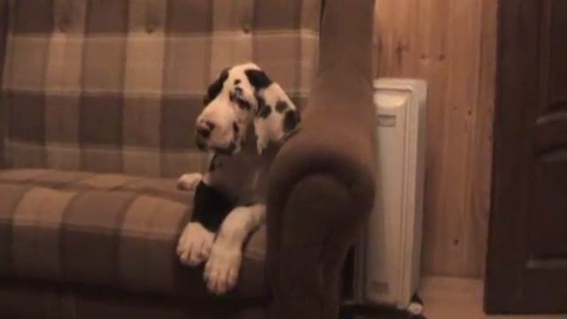 Голд Санрайз Джеральд Дарлинг .wmv смотреть онлайн