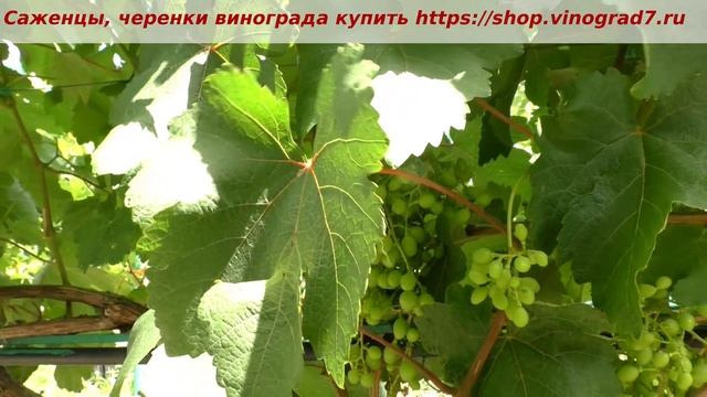 Памяти учителя- стабильно ежегодно плодоносящий виноград. Виноград без химии- можно? Как сделать? смотреть онлайн