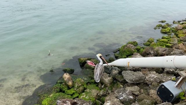 ? Бои ГЛАДИАТОРОВ ? за подачку ПЕЛИКАНЫ Pelicans Fighting For The Fish Florida USA 06.02.2021