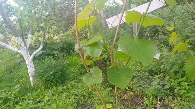 3ч.Неукрывной виноград смотреть онлайн