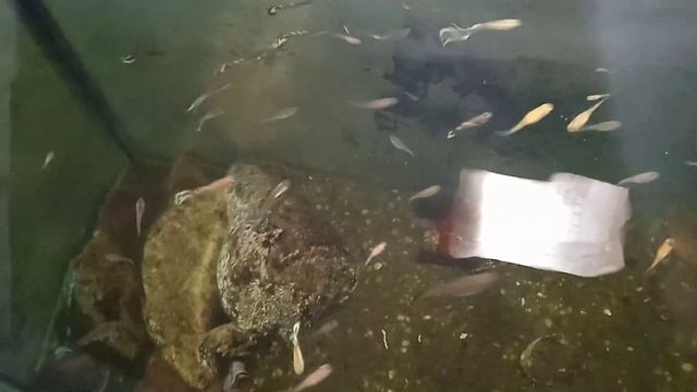 Забросил аквариум. Вот что вышло. смотреть онлайн