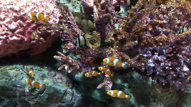 Подводный мир в 4К Красивые рыбки и расслабляющая музыка смотреть онлайн