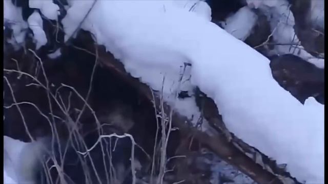 Жестокая Охота На Бурого Медведя с лайками в берлоге.Кровавая видео подборка!!!Cruel Bear Hunt смотреть онлайн