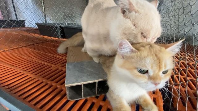 Cat in heat ? || Bơ vs Mie || Munchkin Mate || Cat breeding ? смотреть онлайн