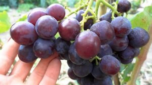 Морозоустойчивый виноград  - Клубничный .