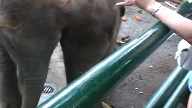 о. Бали, слоновий питомник, слоненок. Bali, elephant nursery, baby elephant. Funny movie. смотреть онлайн