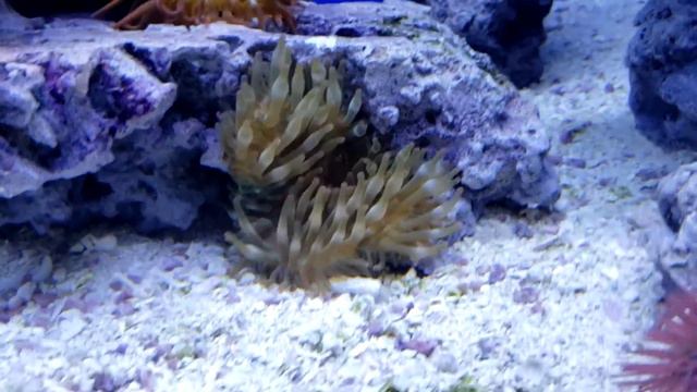 2 anemones смотреть онлайн